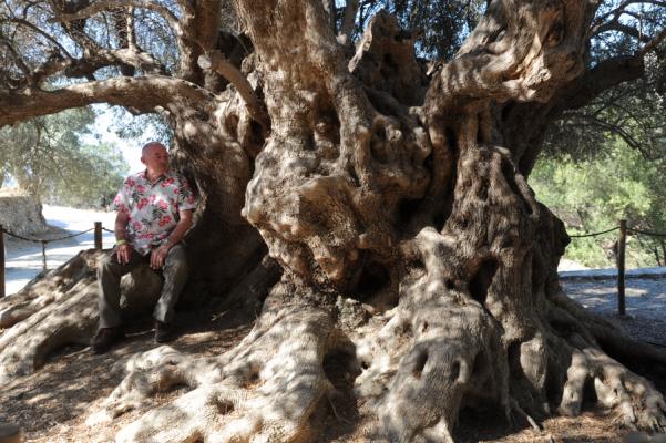 Monumental olive tree (Olea europea var. mastoeides on a rootstock of var. oleaster), Kavusi, Iarapetra, Crete